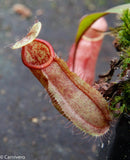 Nepenthes thorelii x hamata