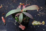 Nepenthes thorelii x hamata