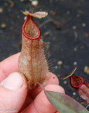 Nepenthes thorelii x hamata