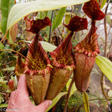 Nepenthes tiveyi "Sarawak Red"