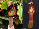 Nepenthes truncata (d) x edwardsiana, CAR-0218