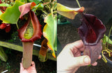 Nepenthes truncata x ovata, CAR-0119