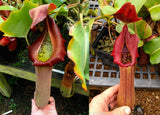 Nepenthes truncata (d) x Pasian Red, CAR-0103