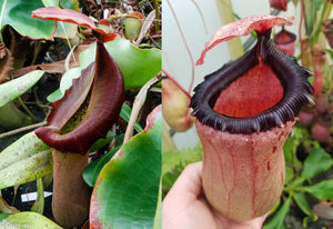 Nepenthes truncata (d)#2 x (ventricosa x sibuyanensis), CAR-0475