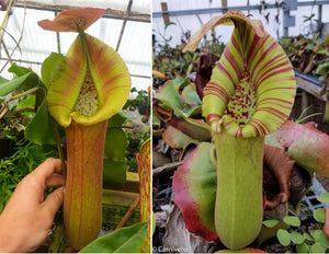 Nepenthes truncata (D#1 x C-Giant), CAR-0034