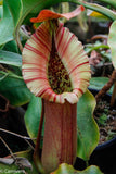 Nepenthes truncata, Highland Reddish Leaves