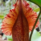 Nepenthes truncata, Highland Reddish Leaves