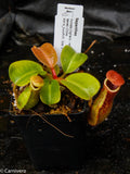 Nepenthes truncata, Highland Reddish Leaves