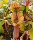 Nepenthes truncata, Highland Reddish Leaves