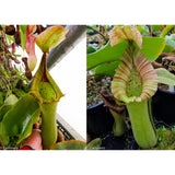 Nepenthes truncata JB x truncata striped EP-Seed Pod