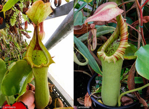 Nepenthes truncata JB x truncata JB, CAR-0473