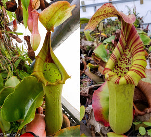 Nepenthes truncata (JB x (c)-E), CAR-0151