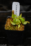 Nepenthes truncata (JB x (c)-E), CAR-0151