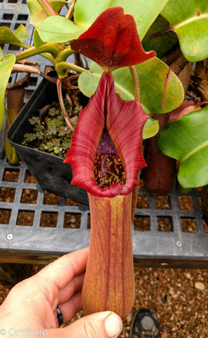 Nepenthes truncata Pasian Red