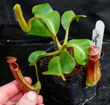 Nepenthes truncata Pasian Red