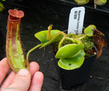 Nepenthes truncata Pasian Red