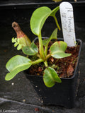 Nepenthes truncata Pasian Red