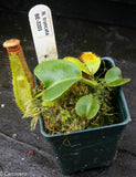 Nepenthes truncata Pasian Red