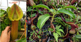 Nepenthes truncata (d) x lowii Trusmadi, CAR-0061