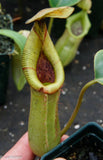 Nepenthes truncata x (sibuyanensis x Trusmadiensis) - C2