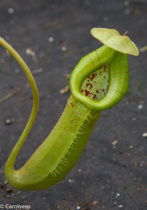 Nepenthes truncata x (sibuyanensis x Trusmadiensis) - C2