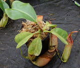 Nepenthes truncata x (sibuyanensis x Trusmadiensis)-DM014