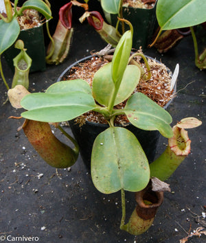 Nepenthes truncata x (sibuyanensis x Trusmadiensis) - DM027