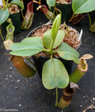 Nepenthes truncata x (sibuyanensis x Trusmadiensis) - DM027