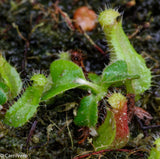 Nepenthes truncata (d) x (singalana x hamata "hairy red"), CAR-0048