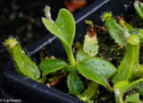 Nepenthes truncata (d) x (singalana x hamata "hairy red"), CAR-0048