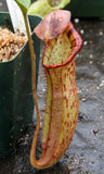 Nepenthes truncata x (spectabilis x northiana)