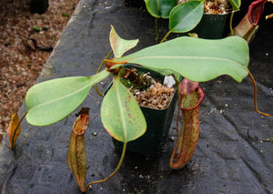 Nepenthes truncata x (spectabilis x northiana)