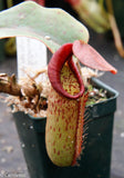 Nepenthes truncata x (spectabilis x veitchii) - DM023