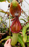 Nepenthes truncata x ephippiata