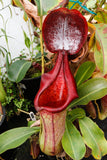 Nepenthes truncata x ephippiata