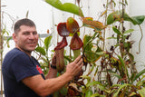 Nepenthes truncata x ephippiata