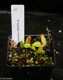 Nepenthes truncata x harryana