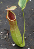 Nepenthes truncata x biak