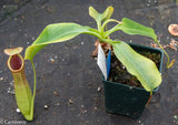 Nepenthes truncata x biak