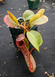 Nepenthes truncata x maxima, CAR-0012