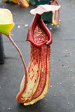 Nepenthes truncata x maxima, CAR-0012