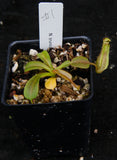 Nepenthes truncata x mollis