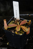 Nepenthes truncata x mollis