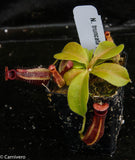 Nepenthes truncata x ovata, CAR-0119