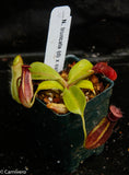 Nepenthes truncata x ovata, CAR-0119