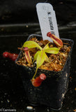 Nepenthes truncata x ovata, CAR-0119