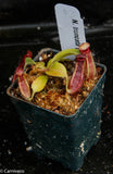 Nepenthes truncata x ovata, CAR-0119