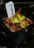 Nepenthes truncata x ovata, CAR-0119