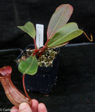 Nepenthes truncata x peltata "Red Phantom"