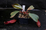 Nepenthes truncata x peltata "Red Phantom"